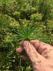 Cyperus prolifer
