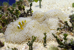 Amphiprion tricinctus