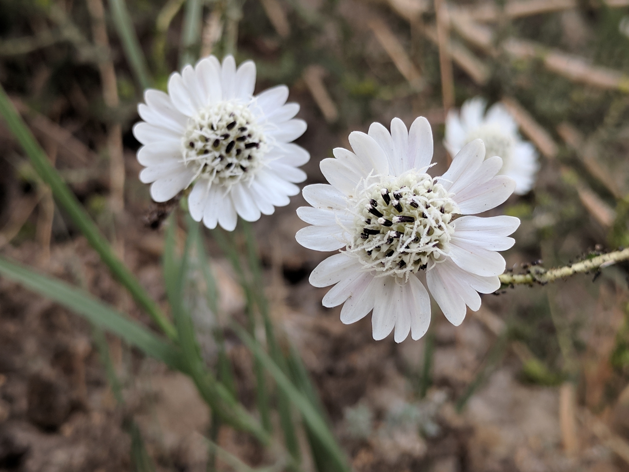 Blepharizonia