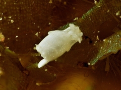 Haminoeidae
