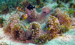Amphiprion tricinctus