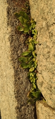 Plantago major