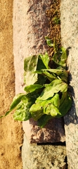 Plantago major