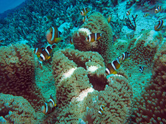 Amphiprion tricinctus
