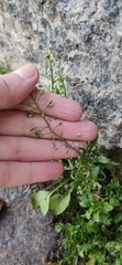 Capsella bursa-pastoris