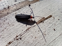 Pyractonema