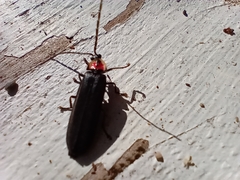 Pyractonema