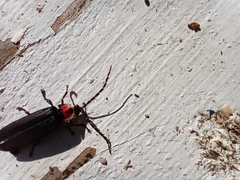 Pyractonema