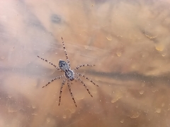 Tomopisthes horrendus