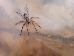 Tomopisthes horrendus