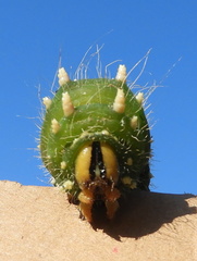 Eacles imperialis pini
