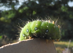 Eacles imperialis pini