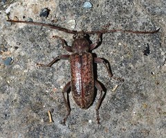 Trichoferus griseus