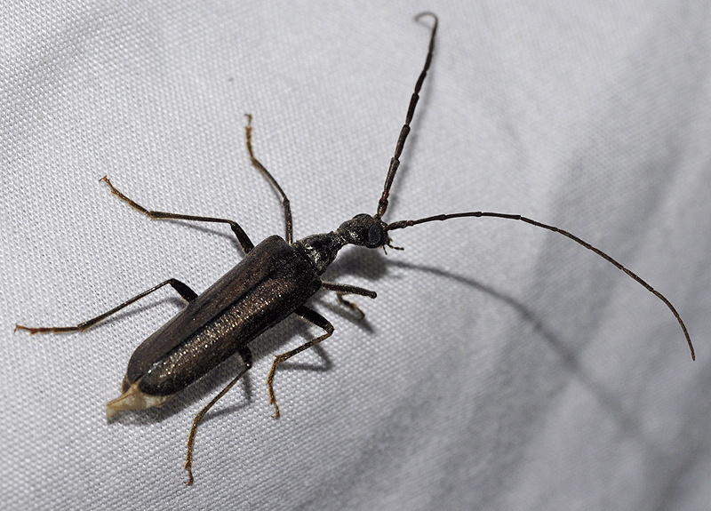 Vesperus gomezi