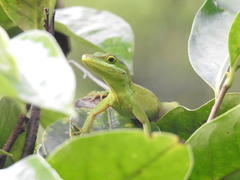 Anolis apollinaris