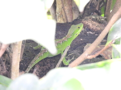 Anolis apollinaris