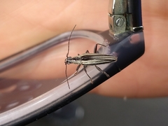 Navomorpha sulcata