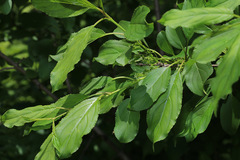 Rhamnus ussuriensis