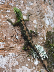 Anolis apollinaris