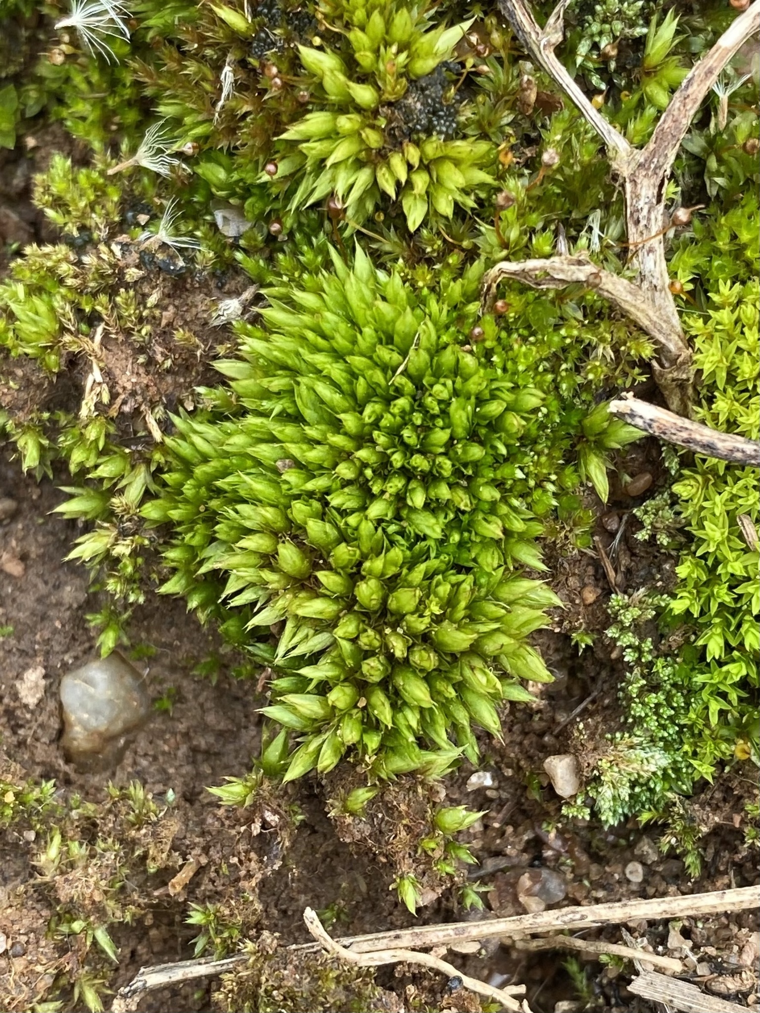 Tortula acaulon