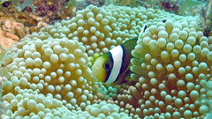Amphiprion tricinctus