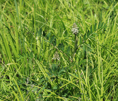 Astragalus uliginosus
