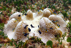 Amphiprion tricinctus