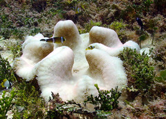 Amphiprion tricinctus