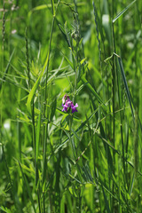 Lathyrus palustris pilosus
