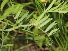 Lathyrus palustris pilosus