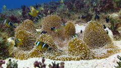 Amphiprion tricinctus