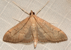Anania mysippusalis