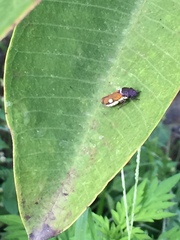 Oncometopia rufipennis