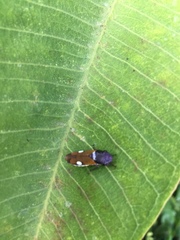 Oncometopia rufipennis