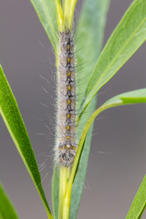 Olceclostera seraphica