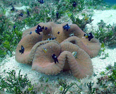 Amphiprion tricinctus