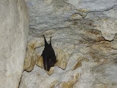 Peropteryx macrotis