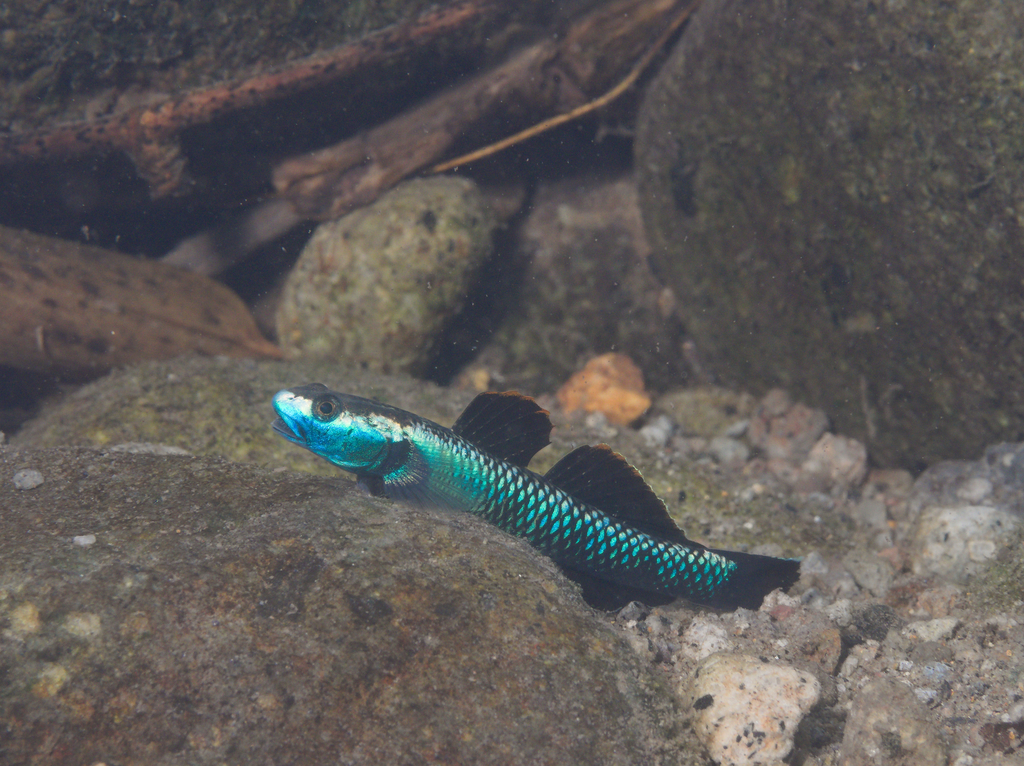 Neonblaue Algengrundel
