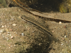 Stiphodon