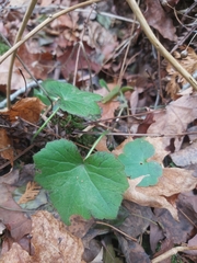 Tiarella stolonifera