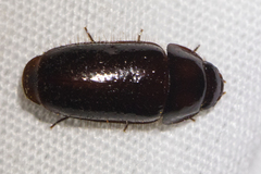 Pseudomorpha