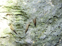 Brachypodella speluncae