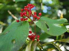 Viburnum furcatum
