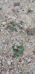 Trifolium owyheense