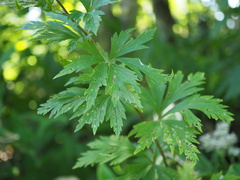 Aconitum sachalinense, photograph (c) ITÔ, Hiroki, some rights reserved (CC BY)