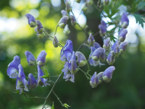 Aconitum sachalinense, photograph 2