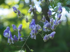 Aconitum sachalinense, photograph (c) ITÔ, Hiroki, some rights reserved (CC BY)