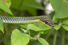 Chrysopelea paradisi