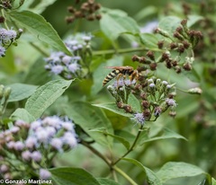 Chromolaena hookeriana