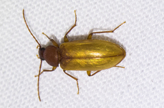 Alaephus